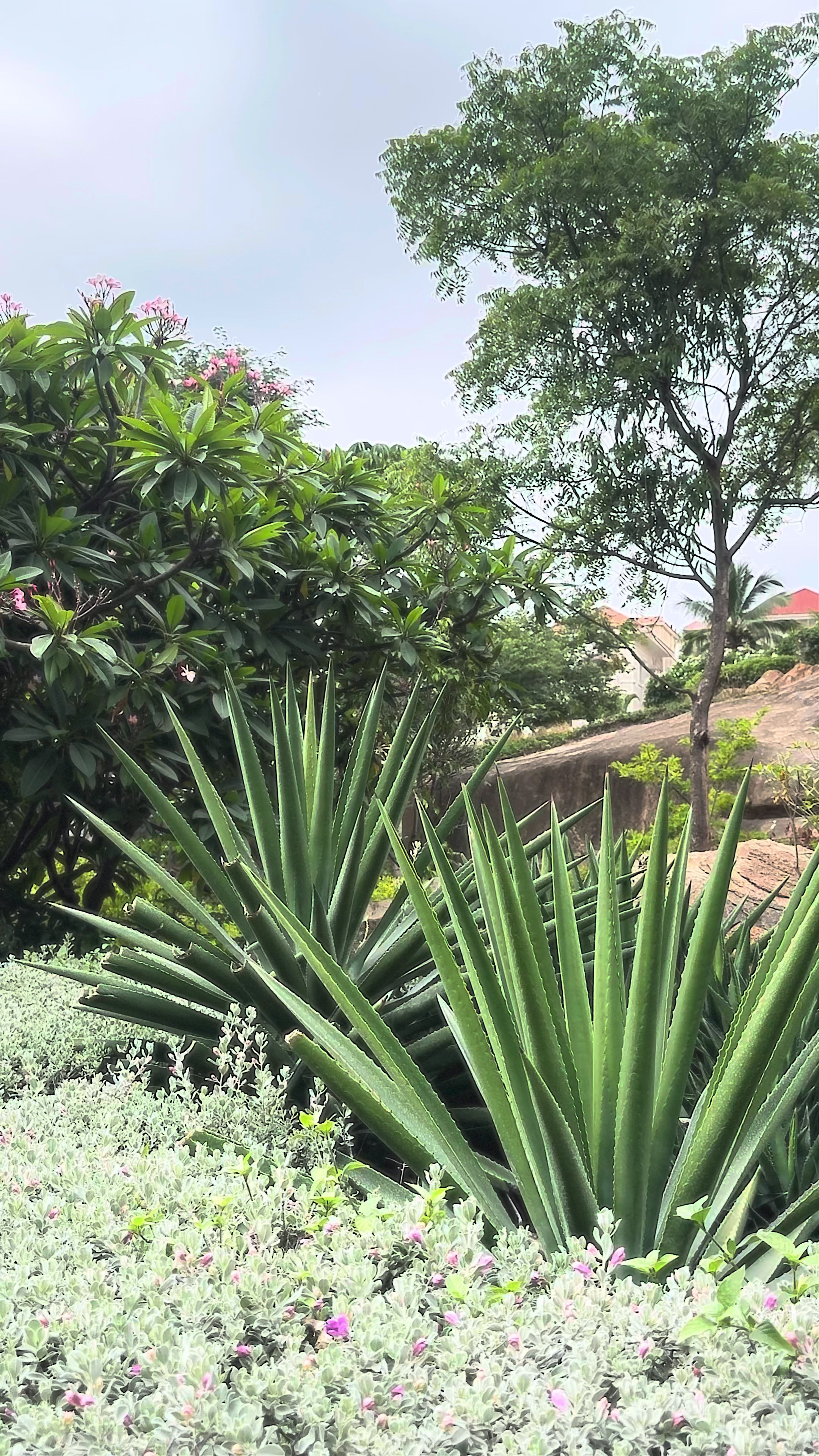 Summer Rose sleeveless overlay co-ord set